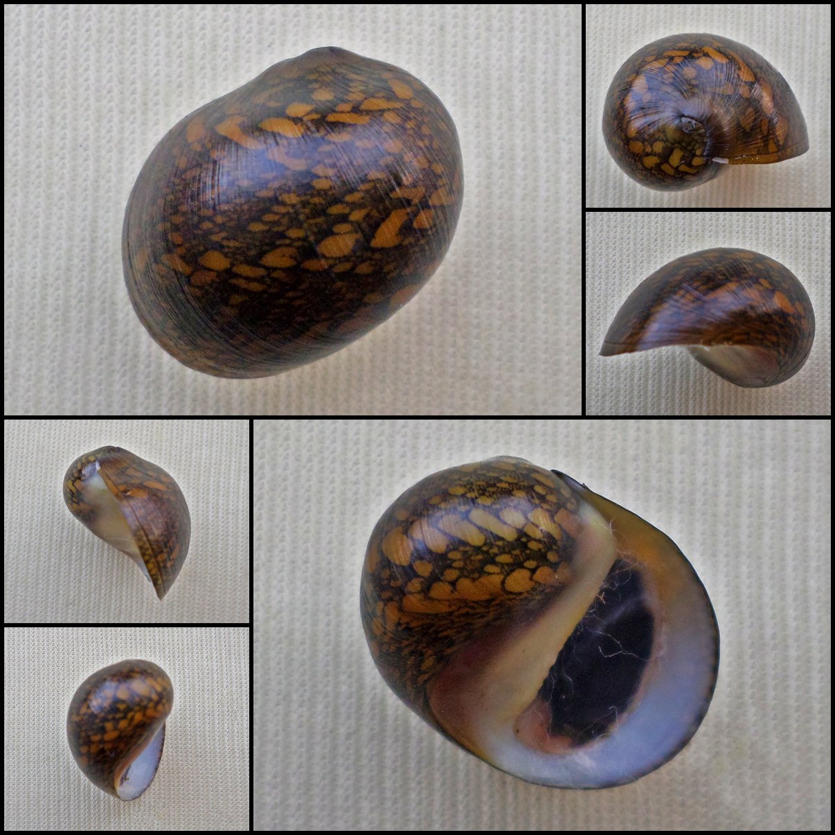 AHA38 - Vittina pouchetii 17.68mm