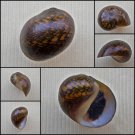 AHA38 - Vittina pouchetii 17.68mm