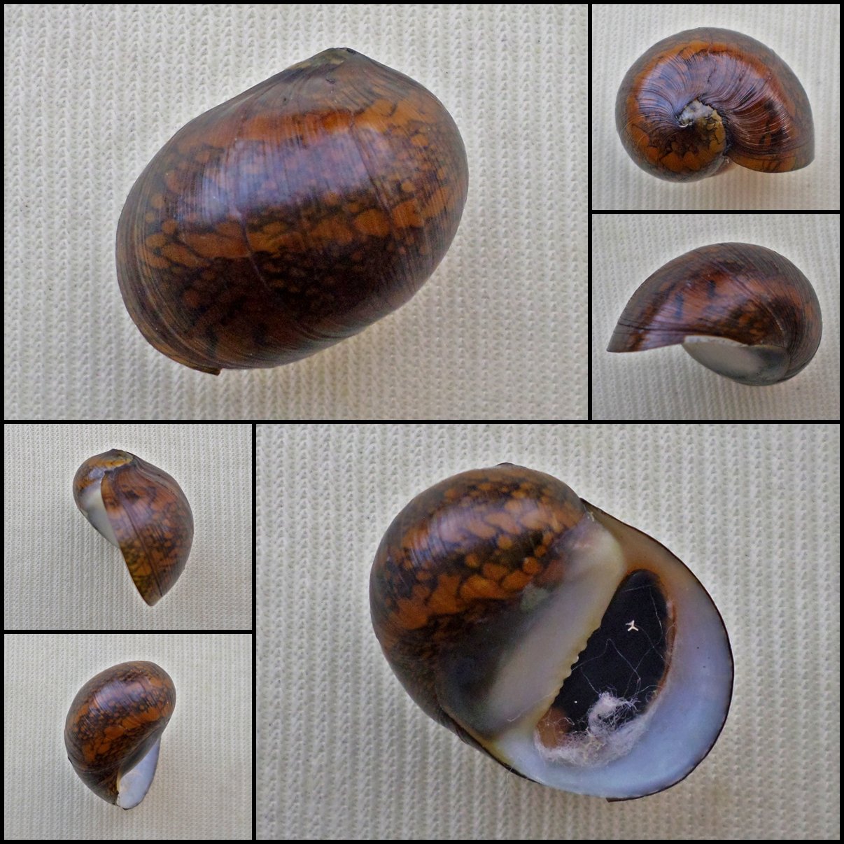AHA39 - Vittina pouchetii 18.36mm