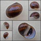 AHA39 - Vittina pouchetii 18.36mm