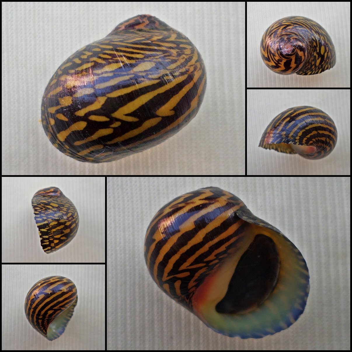 AHA02 - Neritodryas dubia 20.38mm