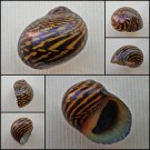 AHA02 - Neritodryas dubia 20.38mm
