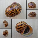 AHA03 - Neritodryas dubia 21.36mm