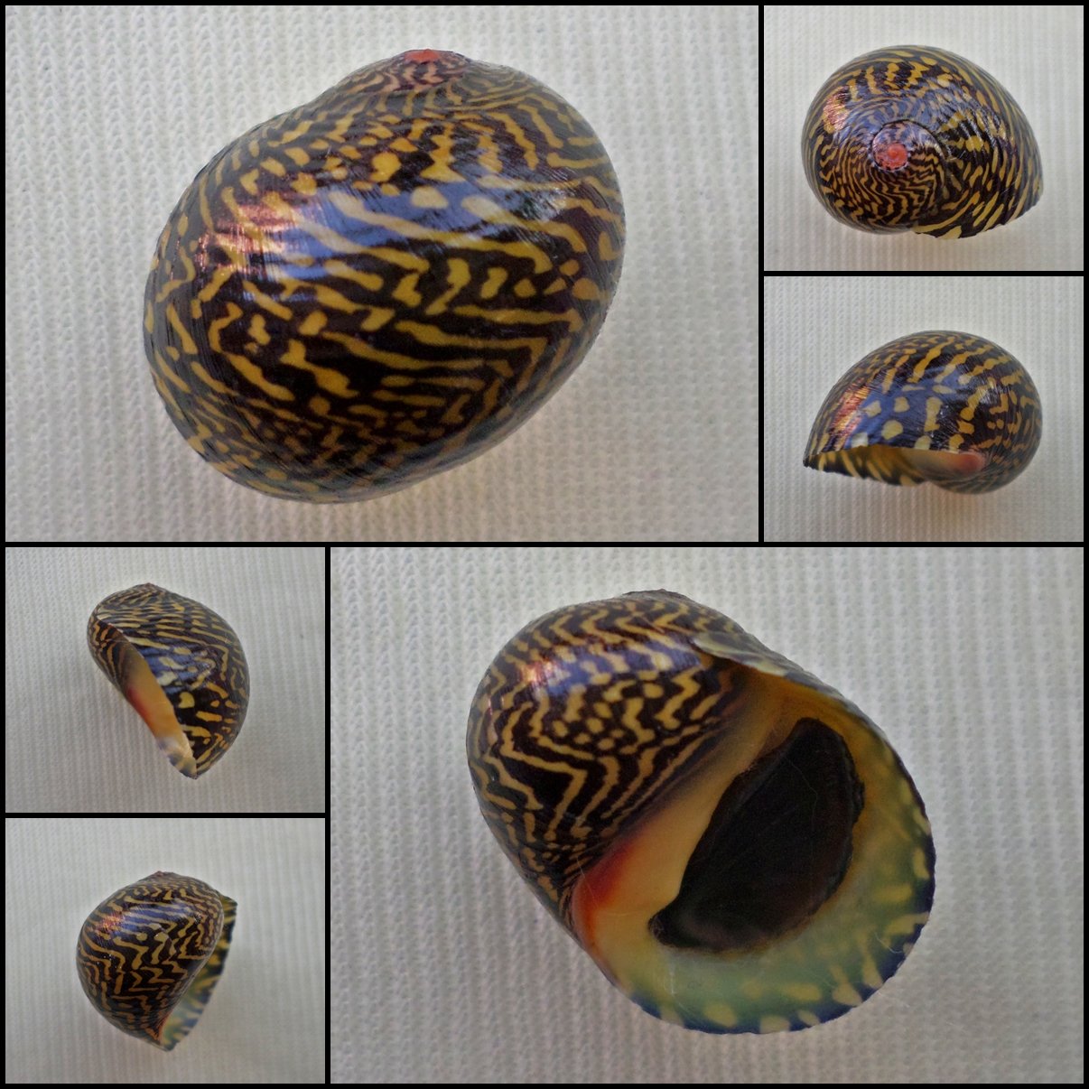 AHA07 - Neritodryas dubia 17.65mm