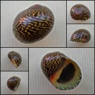 AHA07 - Neritodryas dubia 17.65mm