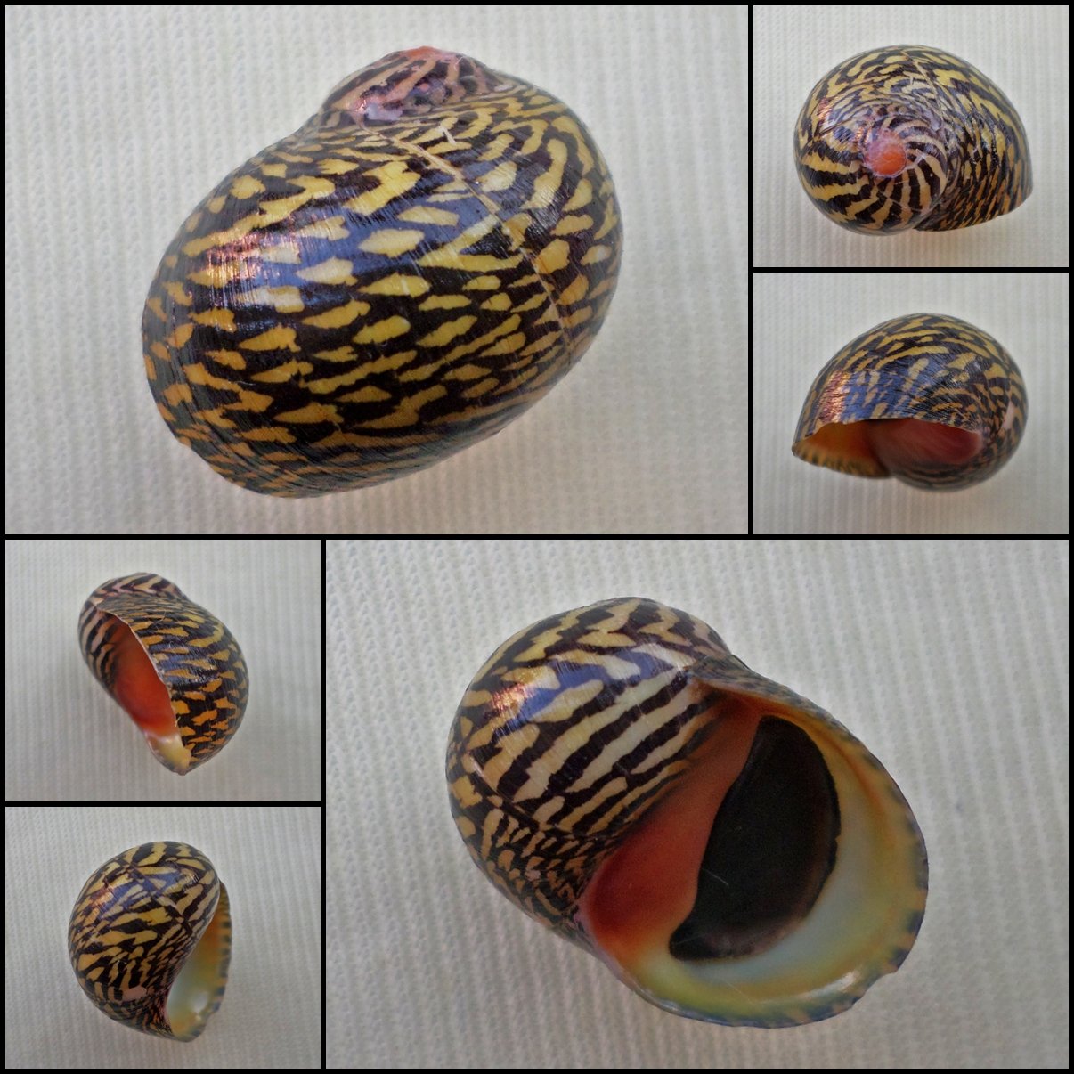 AHA08 - Neritodryas dubia 18.32mm