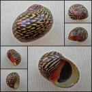AHA08 - Neritodryas dubia 18.32mm
