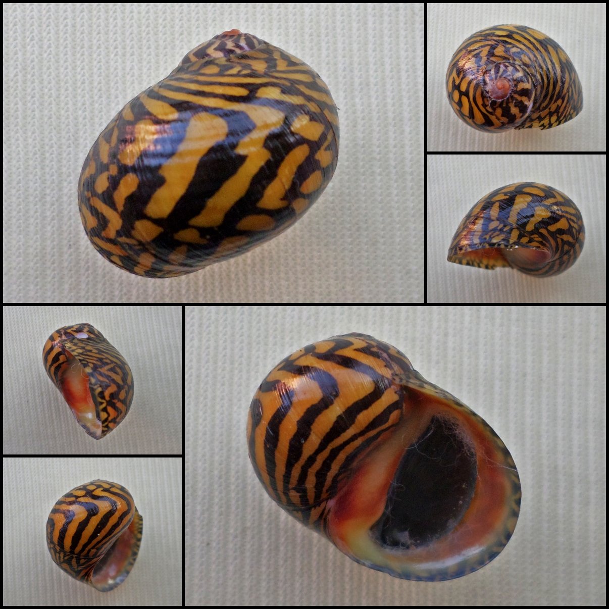 AHA09 - Neritodryas dubia 18.52mm