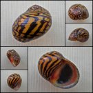 AHA09 - Neritodryas dubia 18.52mm