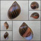 AHA12 - Vittina turrita 28.75mm