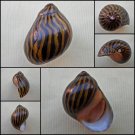 AHA13 - Vittina turrita 29.52mm