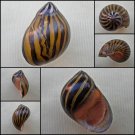 AHA14 - Vittina turrita 28.57mm