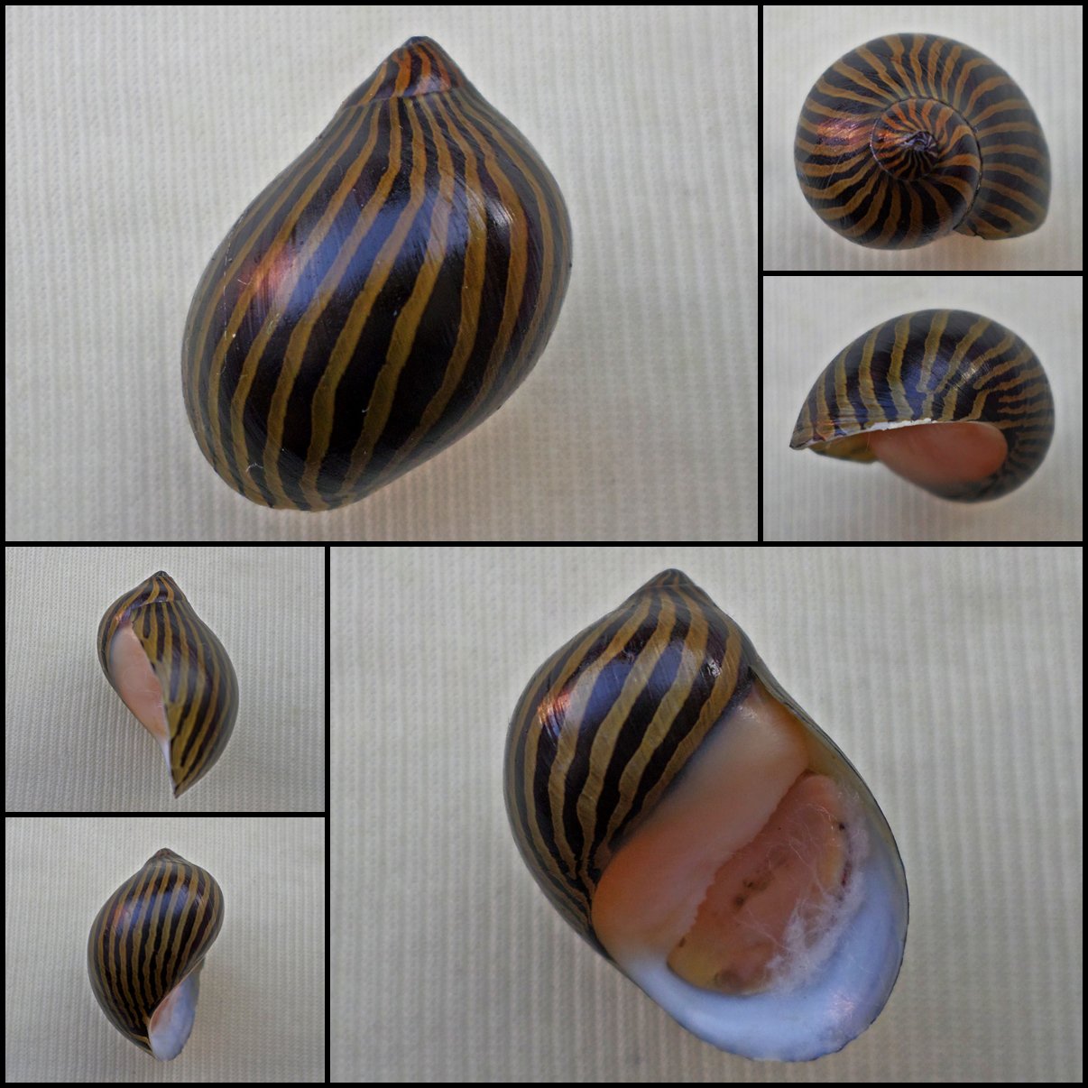AHA17 - Vittina turrita 26.65mm