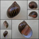 AHA17 - Vittina turrita 26.65mm