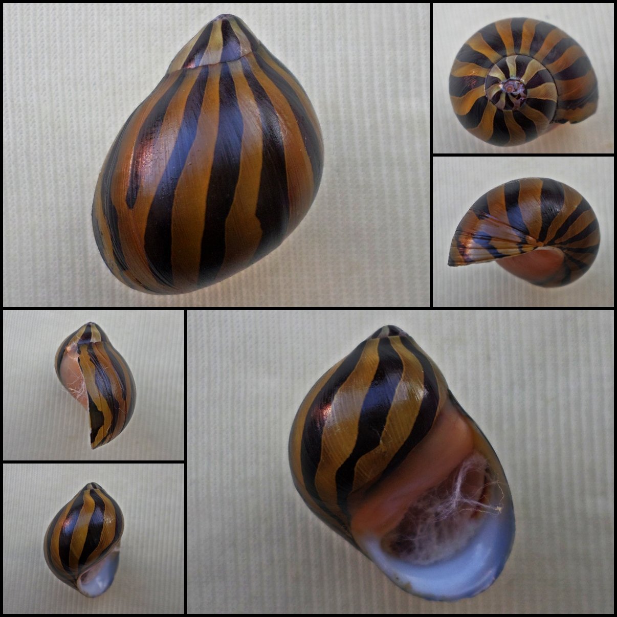 AHA18 - Vittina turrita 26.61mm