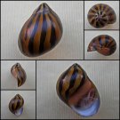 AHA18 - Vittina turrita 26.61mm