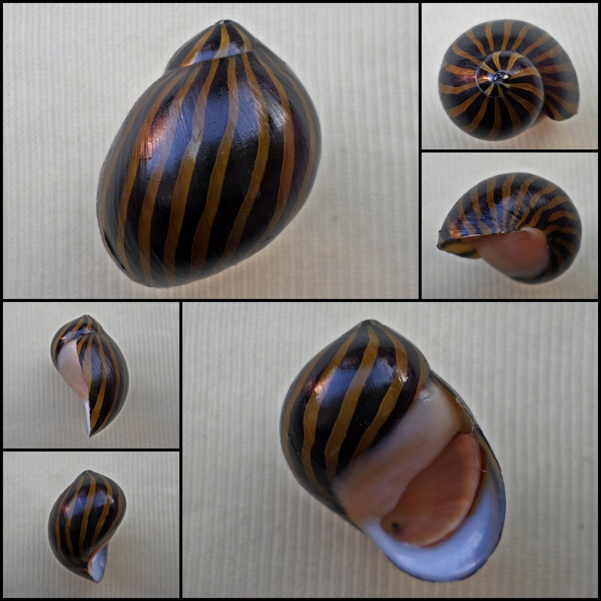 AHA19 - Vittina turrita  25.86mm