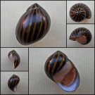 AHA19 - Vittina turrita  25.86mm