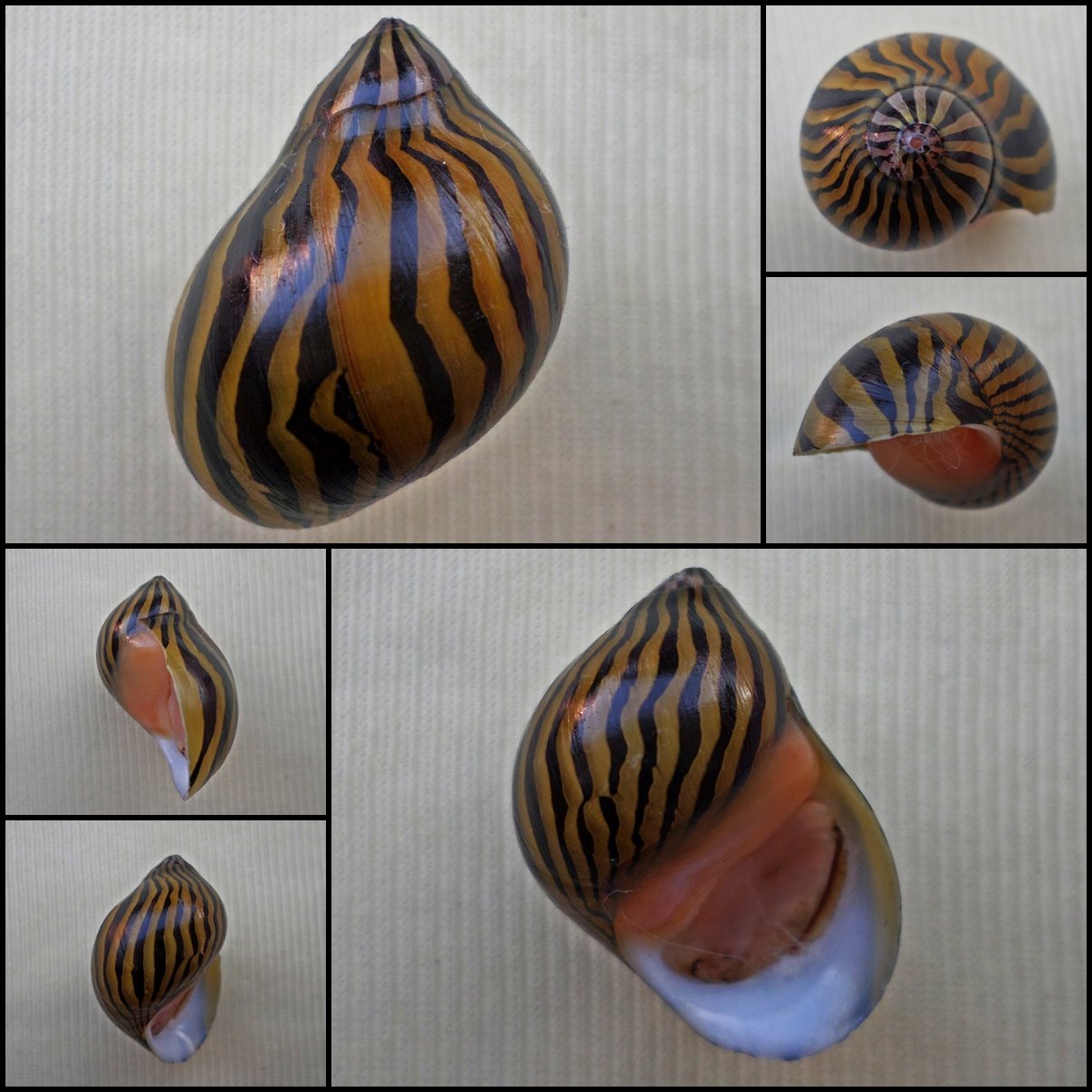 AHA20 - Vittina turrita 26.61mm
