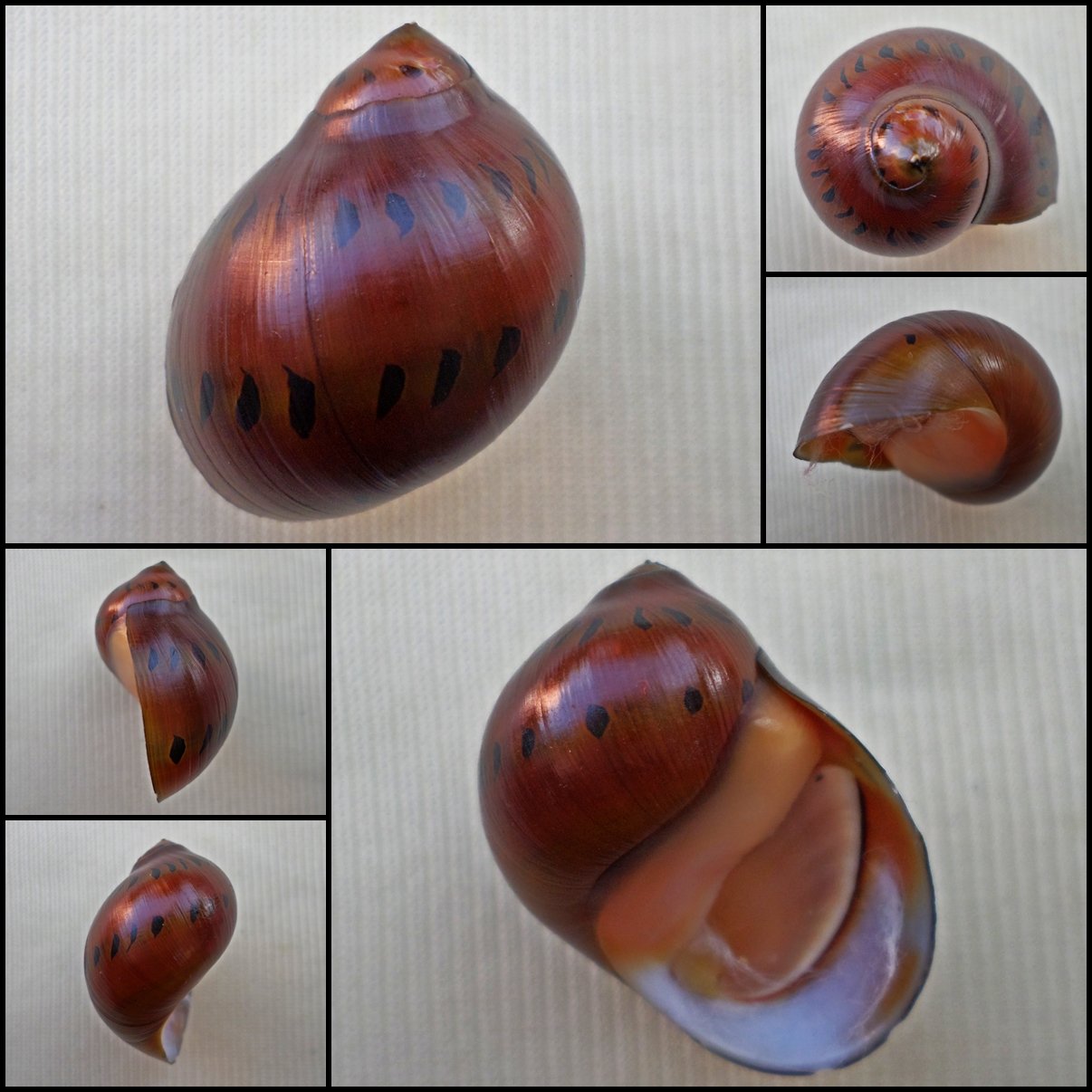 AHA10 - Vittina semiconica 27.51mm