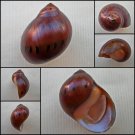 AHA10 - Vittina semiconica 27.51mm