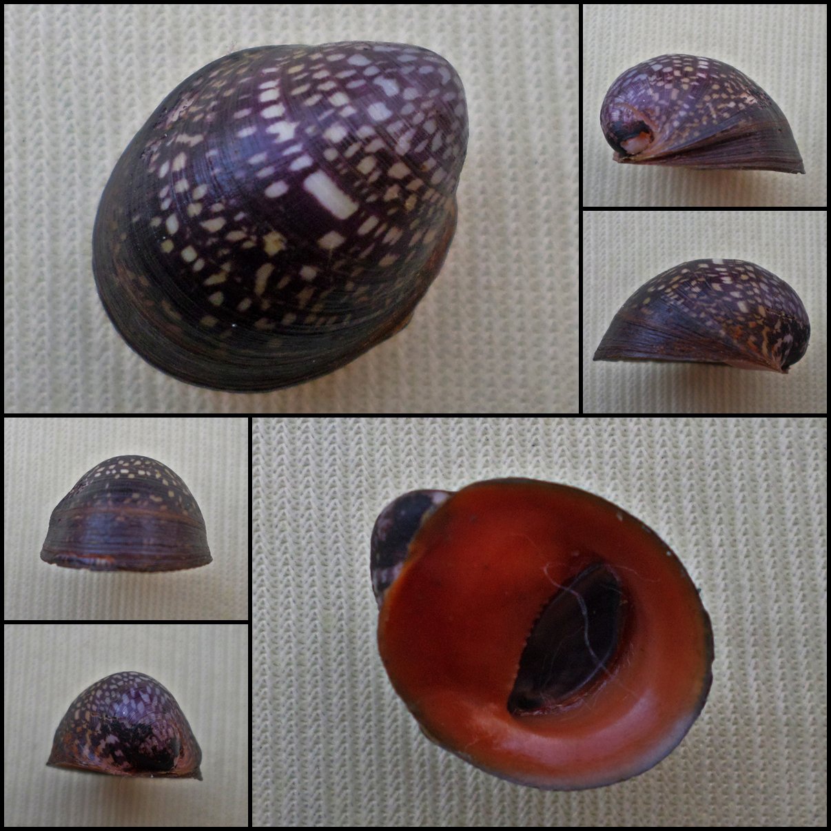 AHA40 - Neripteron violaceum 16.65mm