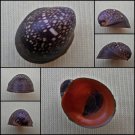 AHA40 - Neripteron violaceum 16.65mm