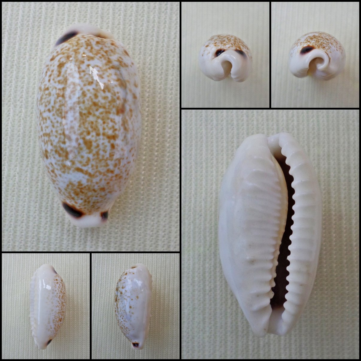 BFA05 - Eclogavena quadrimaculata 21.71mm