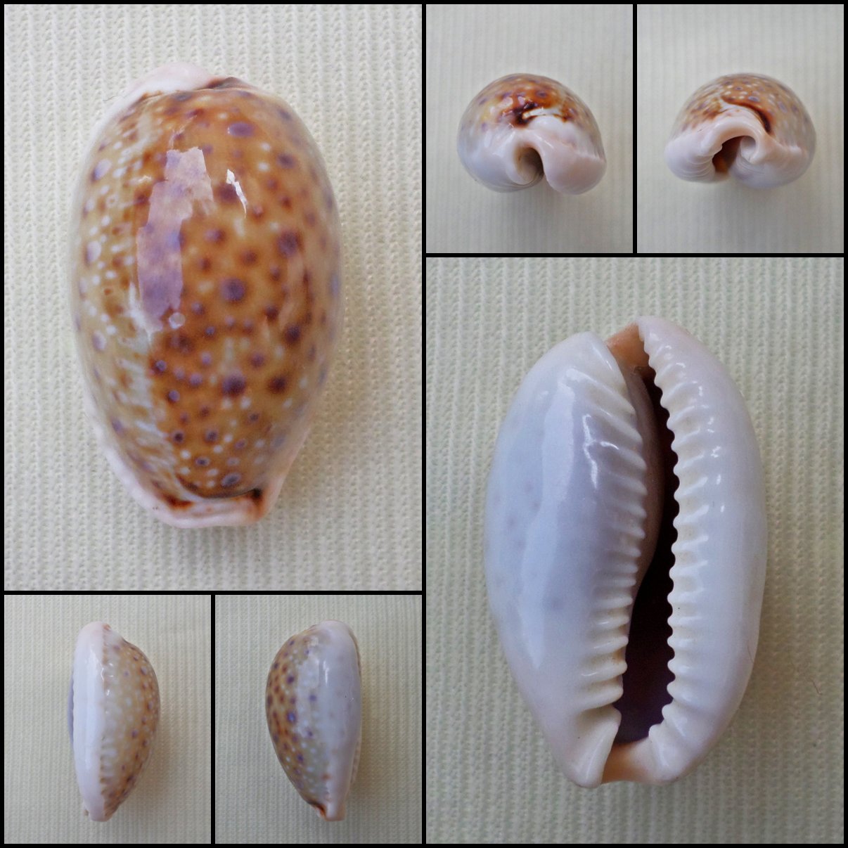 BFA09 - Erosaria boivinii 24.16mm