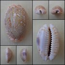 BFA13 - Erosaria erosa 28.62mm