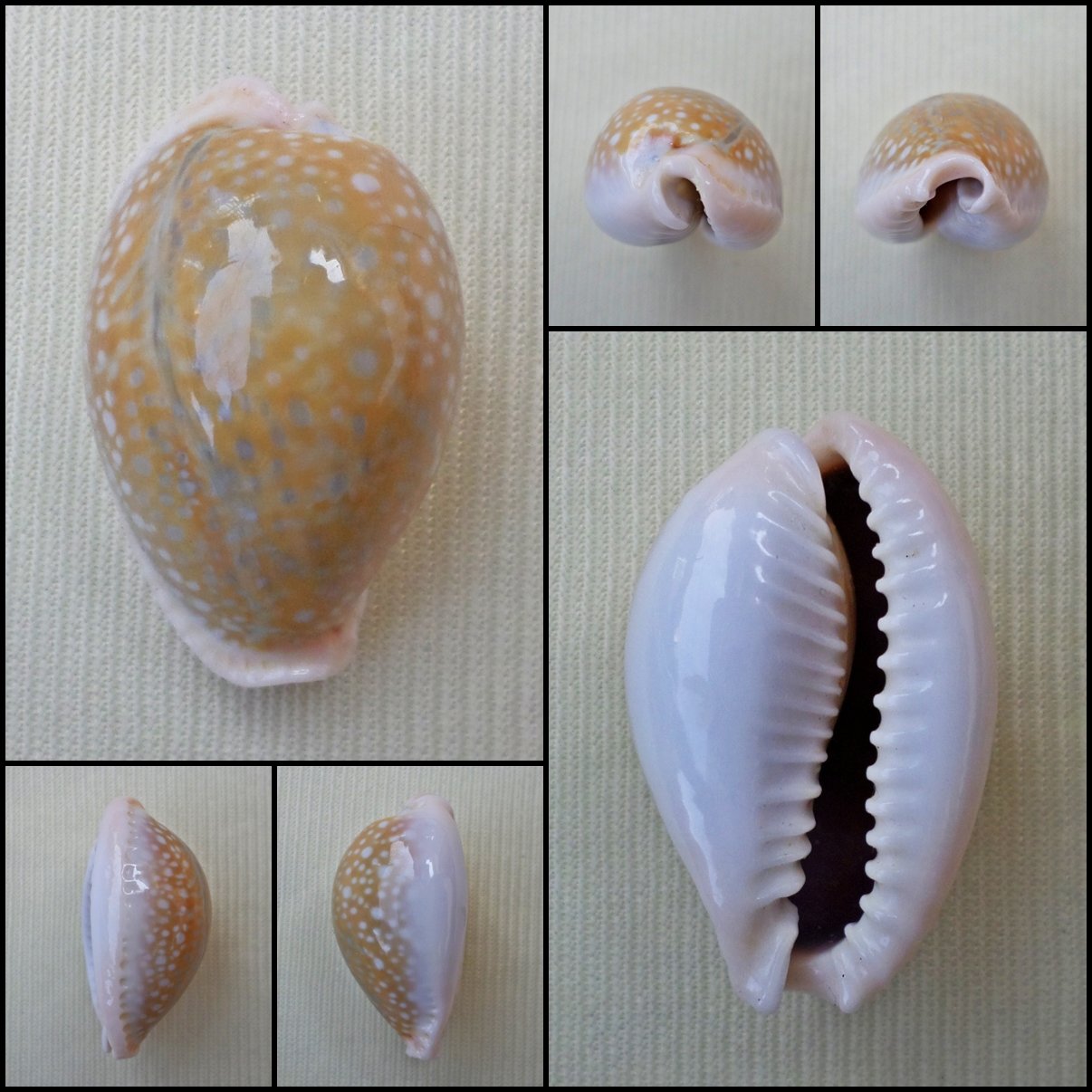 BFA07 - Erosaria miliaris 29.25mm