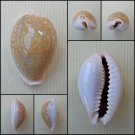 BFA07 - Erosaria miliaris 29.25mm