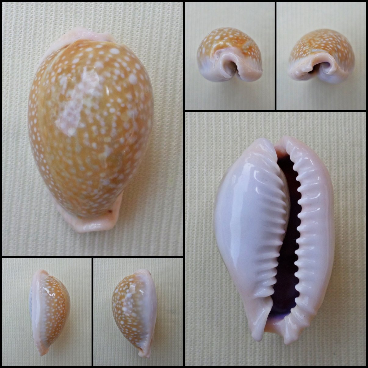 BFA08 - Erosaria miliaris 27.98mm