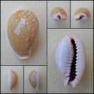 BFA08 - Erosaria miliaris 27.98mm