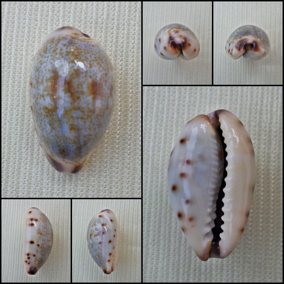 BFA03 - Purpuradusta gracilis gracilis 16.57mm