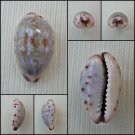 BFA03 - Purpuradusta gracilis gracilis 16.57mm