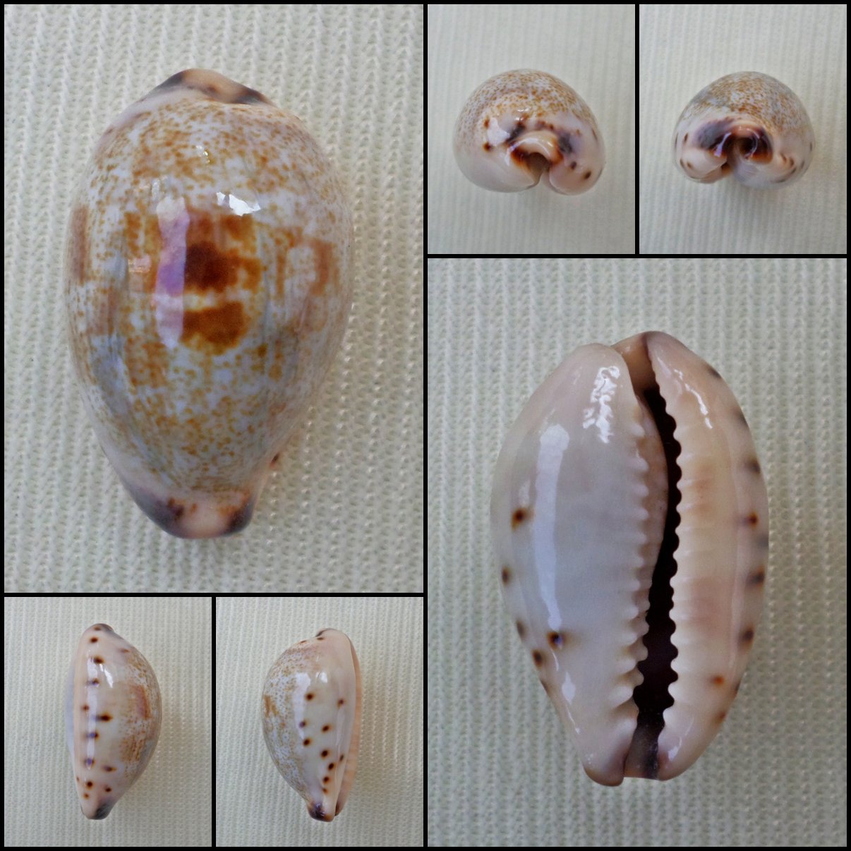 BFA04 - Purpuradusta gracilis gracilis 16.58mm