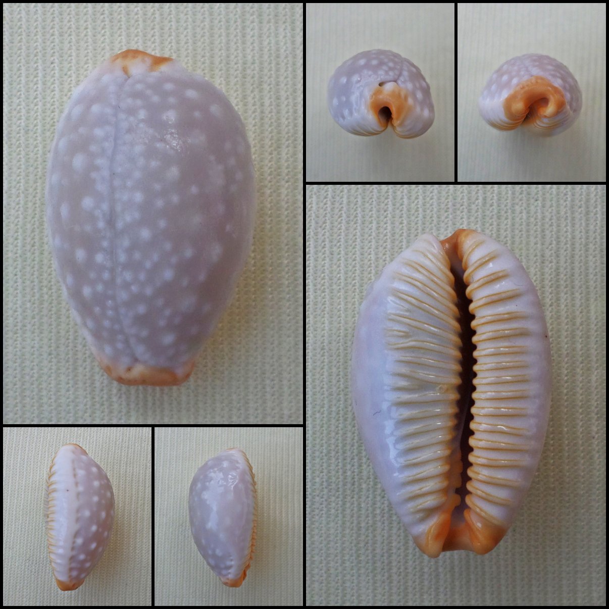 BFA07 - Staphylaea limacina limacina 25.23mm