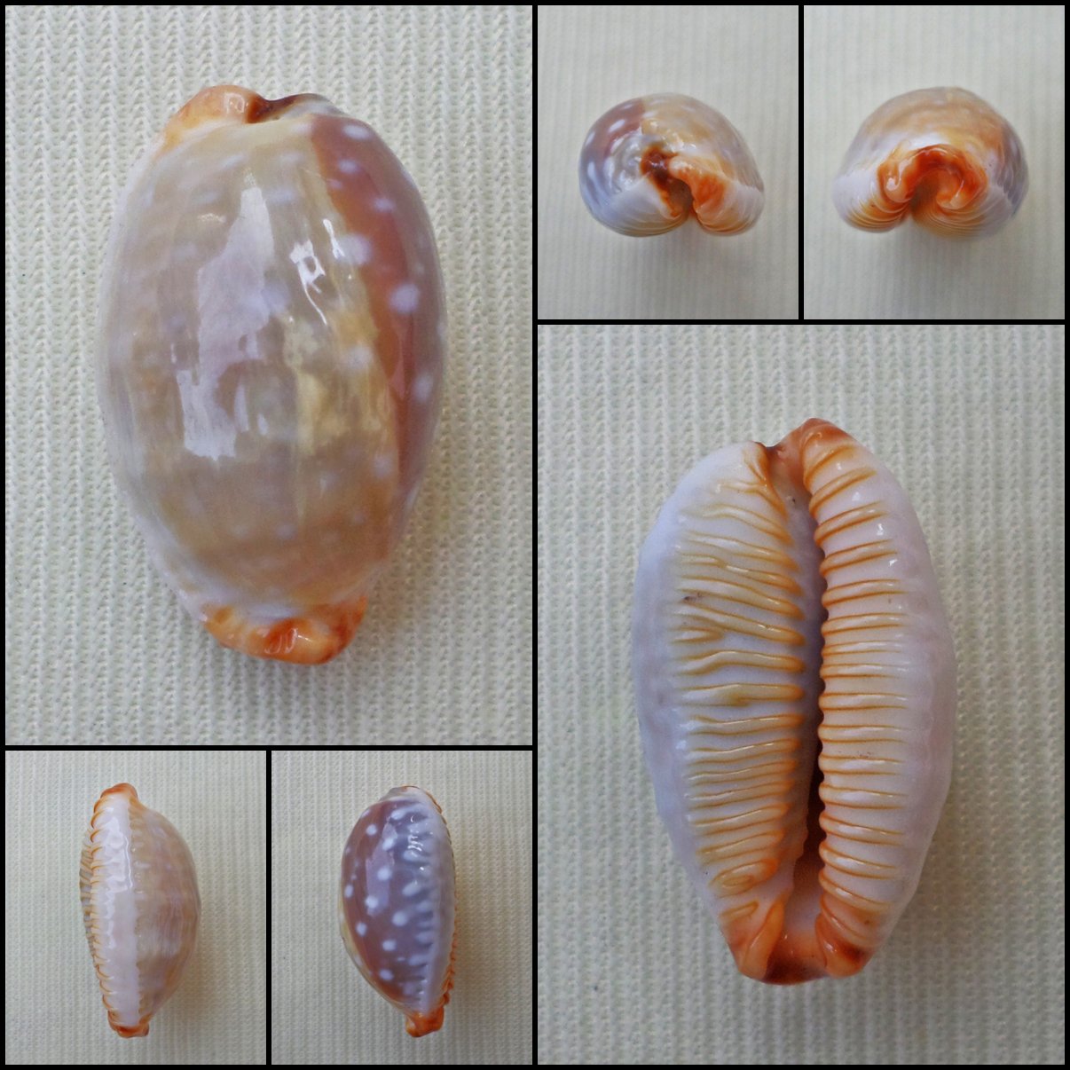 BFA08 - Staphylaea limacina limacina 22.24mm