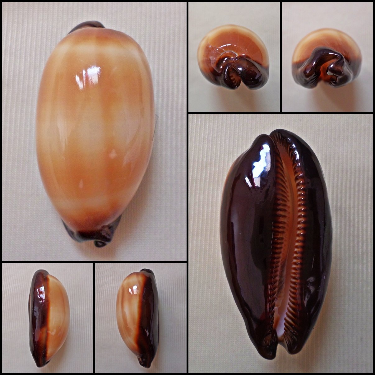BFA15 - Talparia talpa 54.63mm