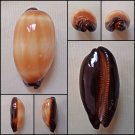 BFA15 - Talparia talpa 54.63mm