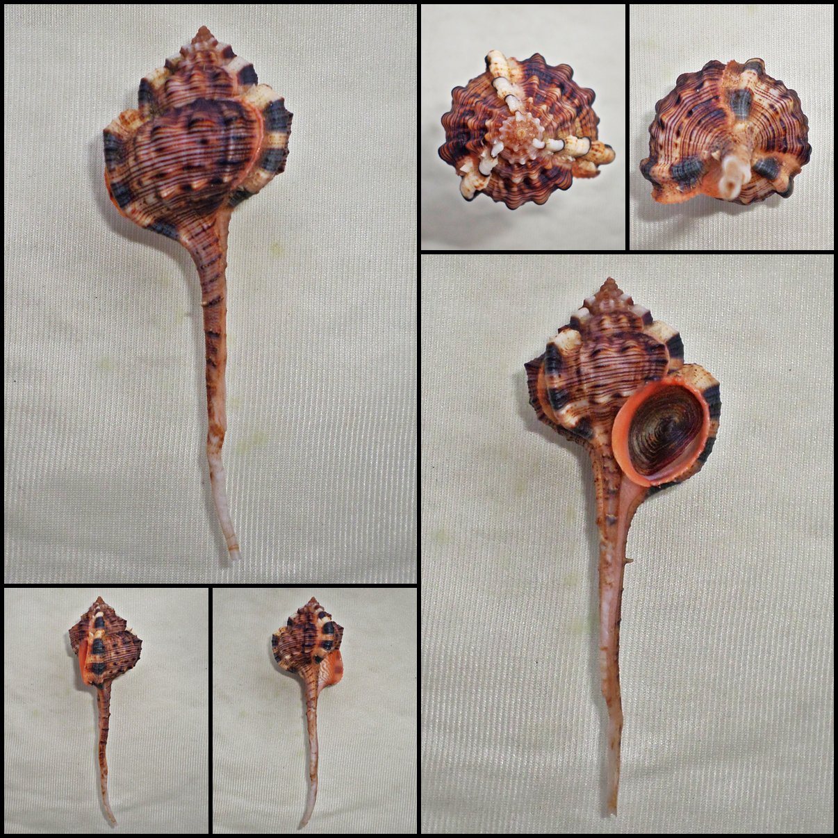 BBB40 - Haustellum haustellum 118.08mm