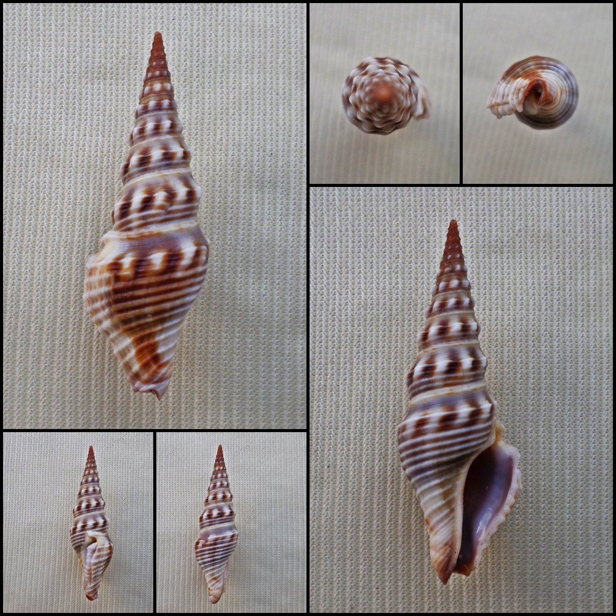 BCB38 - Brachytoma vexillum 35.29mm