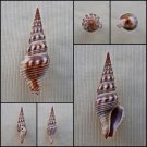 BCB38 - Brachytoma vexillum 35.29mm