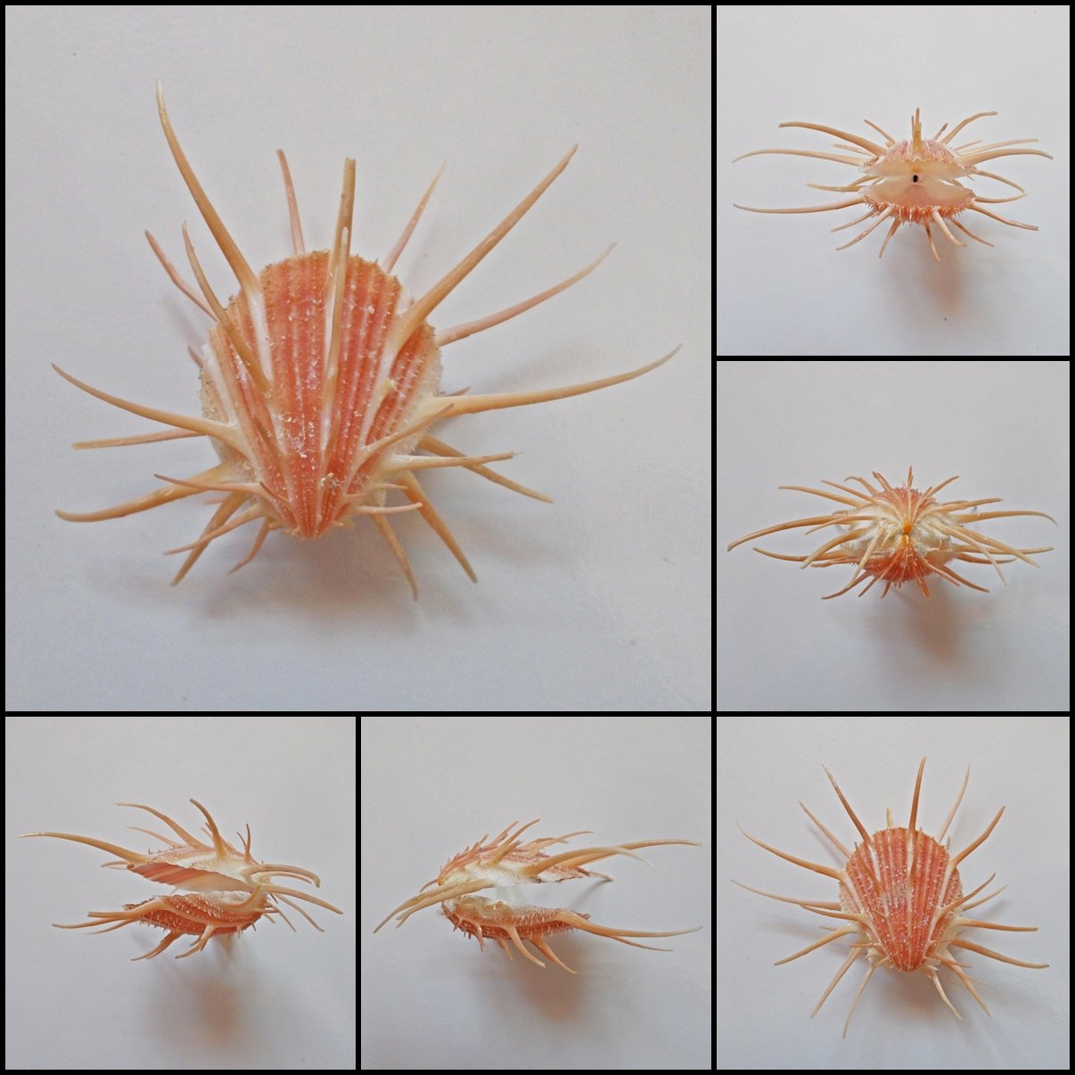 BDA01 - Spondylus imperialis