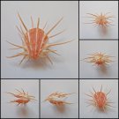 BDA01 - Spondylus imperialis