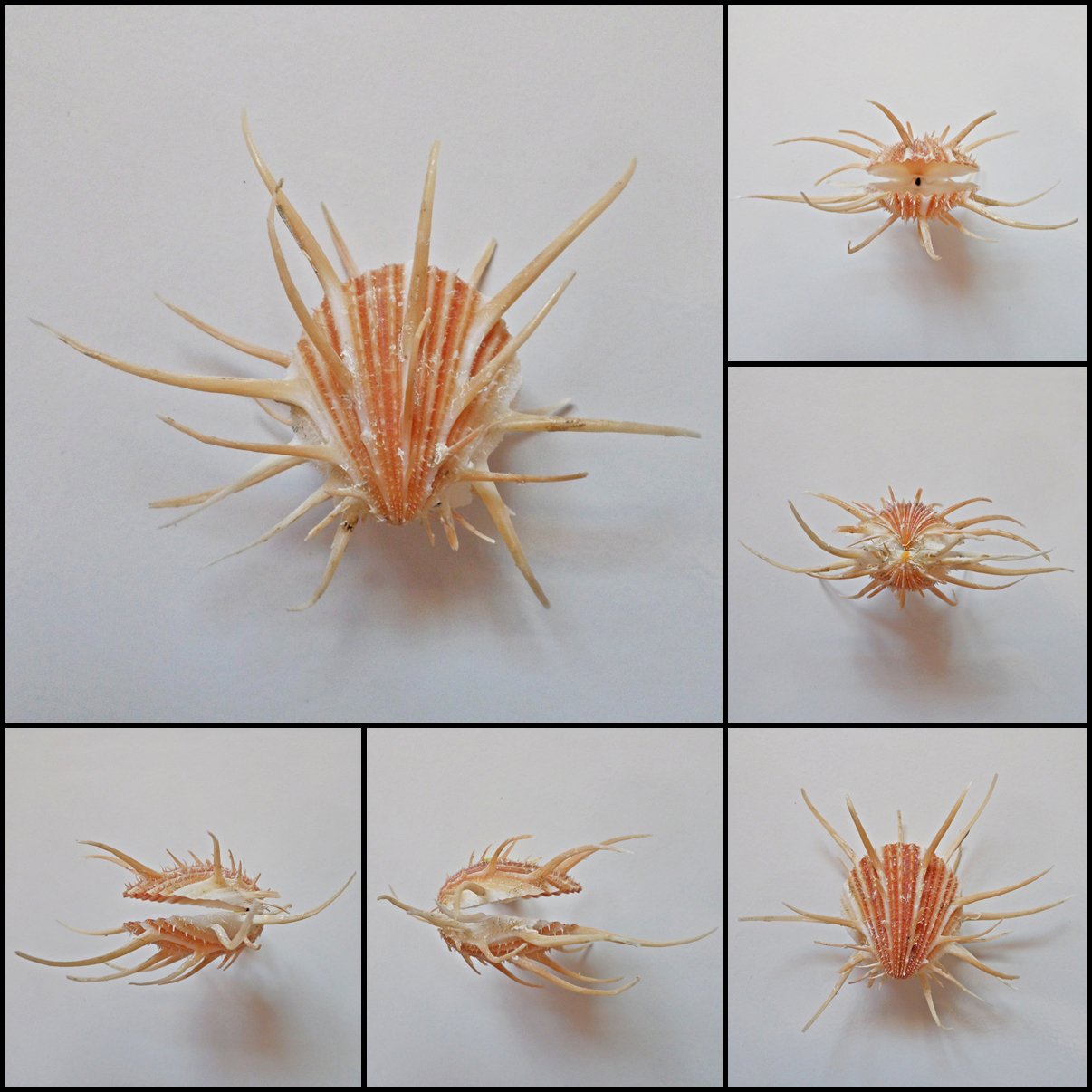 BDA02 - Spondylus imperialis