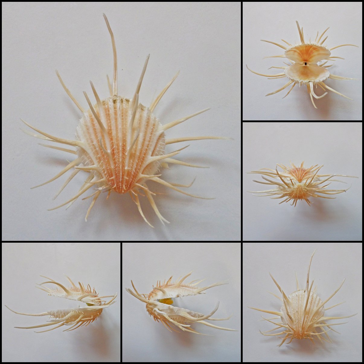 BDA04 - Spondylus imperialis