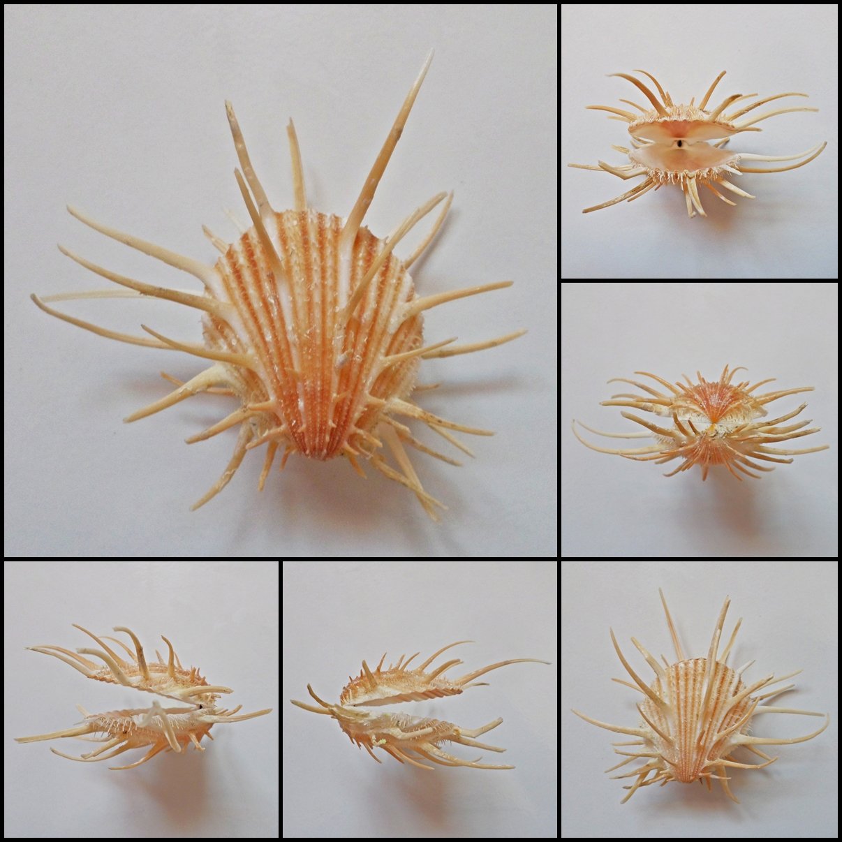 BDA05 - Spondylus imperialis
