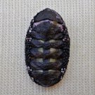 ACB19 - Squampoleura miles 16.88mm